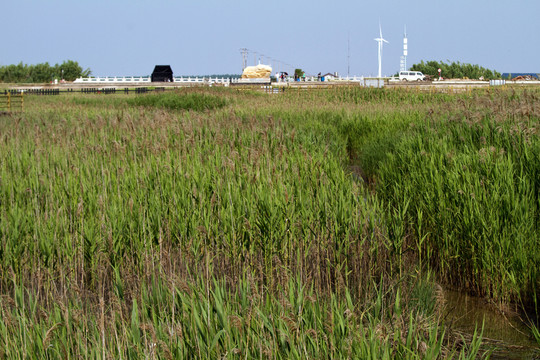 崇明東灘濕地 藍天 自然 戶外