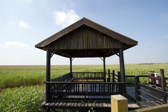 崇明東灘濕地 藍(lán)天 自然 戶外