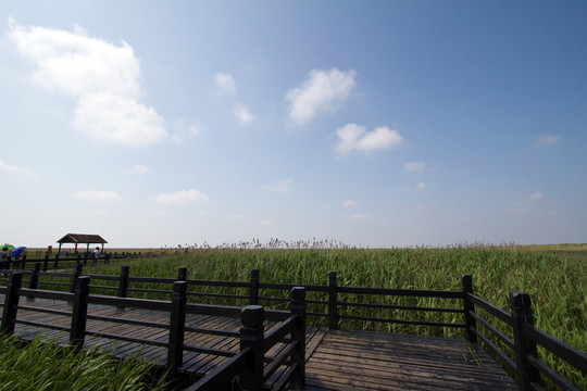 崇明東灘濕地 藍(lán)天 自然 戶外