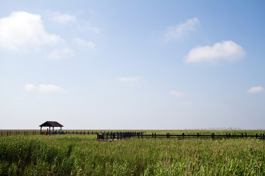 崇明東灘濕地 藍(lán)天 自然 戶外