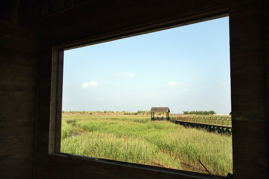 崇明東灘濕地 藍天 自然 戶外