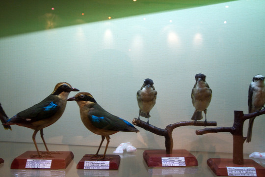崇明東灘濕地公園 鳥類 標(biāo)本