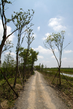 崇明東灘濕地公園 藍天 道路