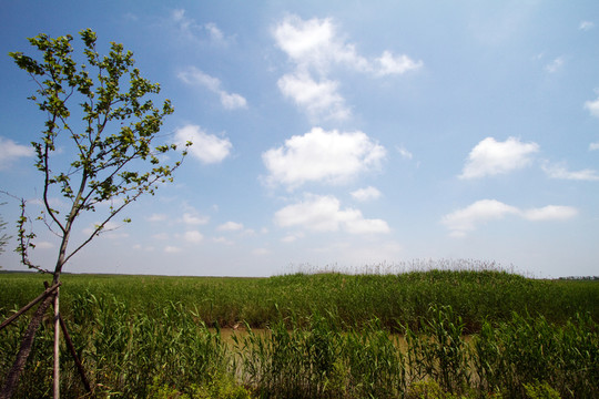 崇明東灘濕地公園 藍(lán)天 樹木