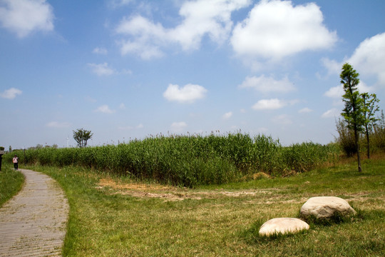 崇明東灘濕地公園 藍(lán)天 道路