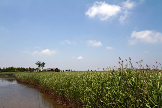 崇明東灘濕地公園 藍(lán)天 河道