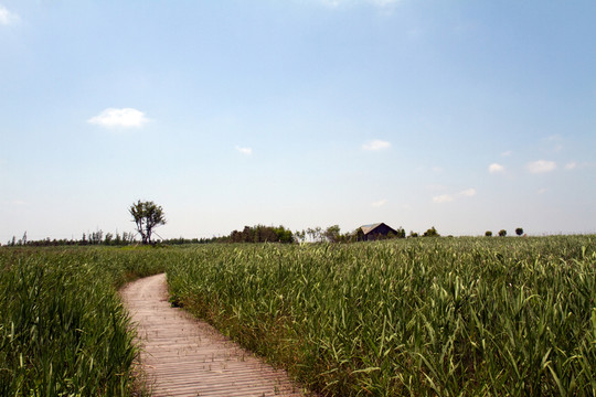 崇明東灘濕地公園 藍天 道路