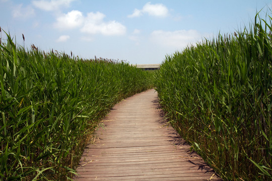 崇明東灘濕地公園 藍(lán)天 道路