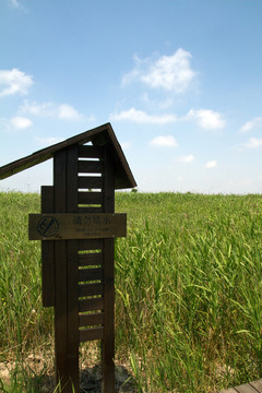 崇明東灘濕地公園 藍天 道路