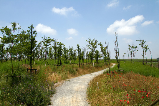 崇明東灘濕地公園 藍(lán)天 道路