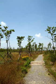崇明東灘濕地公園 藍天 道路