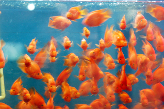 金魚(yú) 魚(yú)缸