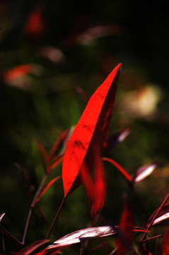 紅葉