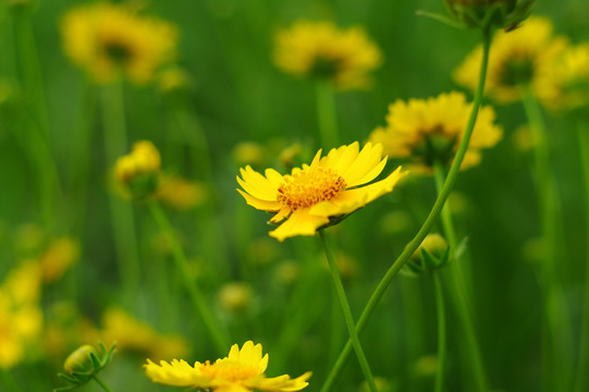 金雞菊