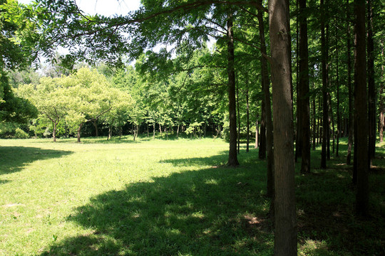 上海共青公園 園林 草坪 樹(shù)木