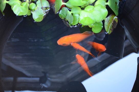 金魚