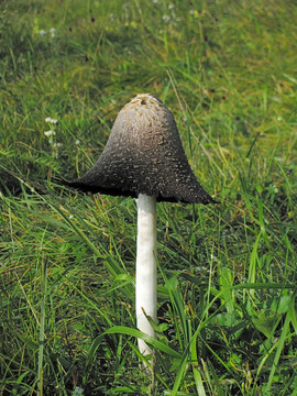 野蘑菇