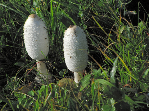 野蘑菇