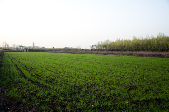 小麥地