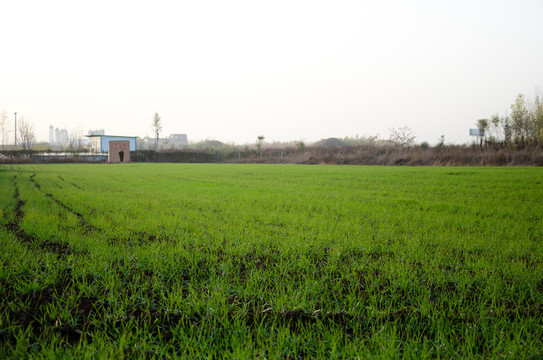 小麥地