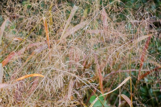 雜草