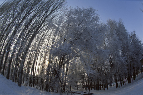 霧凇風景 霧凇景觀 冰天雪地