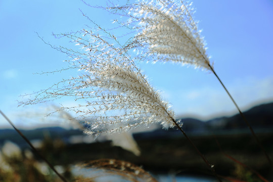 蘆葦雜草素材