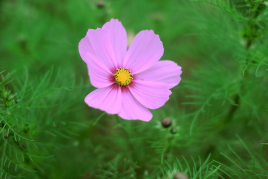 格?；?波斯菊