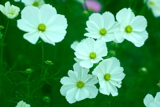 小花