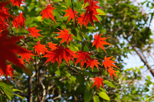 紅葉