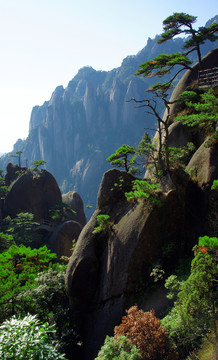 三清山迎客松
