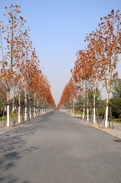 秋景秋色 道路