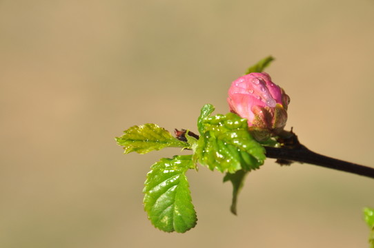 清新帶露桃花大圖