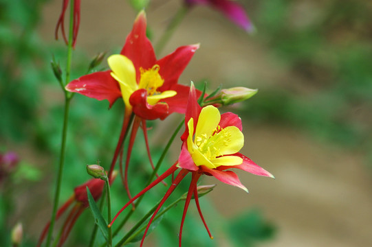 耬斗花