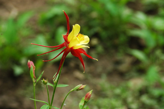 耬斗花