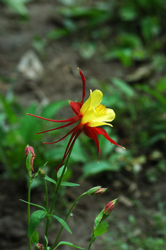 耬斗花