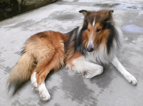 牧羊犬
