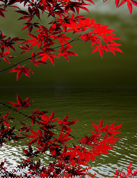 紅葉