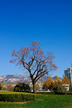 柿子樹