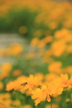黃花
