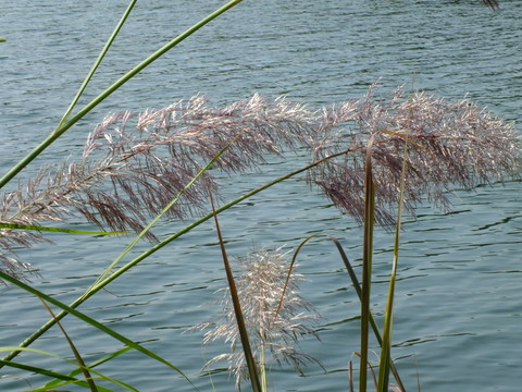 蘆葦草