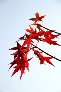 紅葉