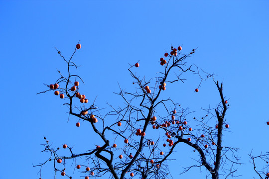 柿子紅了