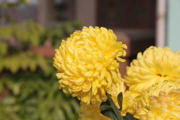菊花素材