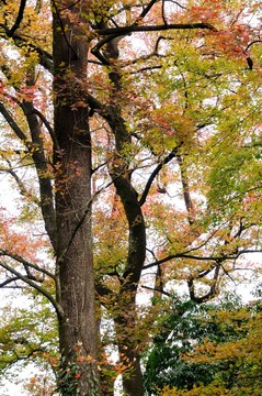 楓樹  紅楓