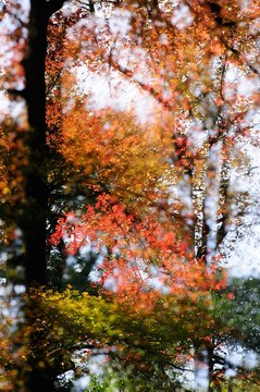 楓樹  紅楓