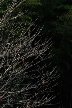 蕭瑟的秋天
