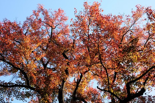 楓樹(shù)  紅楓