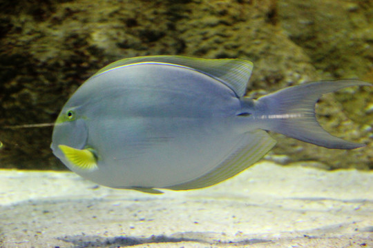 深海魚