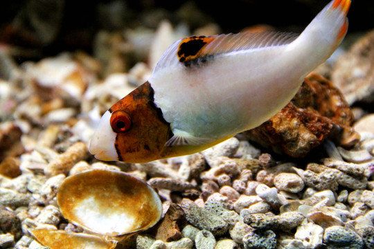 魚